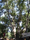 Another picture of the trees.  I think a renaissance faire without trees
would be sad indeed; it adds a nice secluded feel to the atmosphere.
