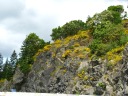 Throughout the day, we saw wildflowers growing everywhere, even on these
rocks by Malahat Summit.
