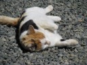 The winery's cat lies on the gravel.
