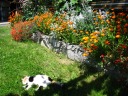 The cat also likes lounging in the grass.  Above it are yet more of
the winery's flowers.
