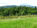 Blue
Grouse's vineyards.

