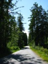 A narrow road dominated by tall trees.  
These looked better while driving.
