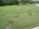 geese on Prince's Island

