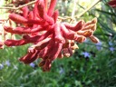 A bad shot of an interesting plant in the gardens.
