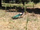 The peacock escapes.  (I'm stuck on the other side of a wooden fence.)
