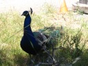 I find the peacock again later in the day.
