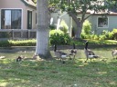 Some geese.
