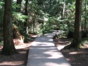 A nice path winding through the forest.
