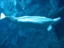 A beluga whale.  I believe this one was about ten feet long.  Some
beluga whales were on "indefinite breeding loan from the New York
Aquarium."
