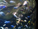 African cichlids.
