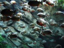 A tank of piranhas.  I took this picture not because they look
cool--because they don't--but because it was unnerving to see a whole
tank of fish remaining absolutely stationary.  Not one moved an inch. 
It was easy to visualize them suddenly attacking in the blink of an eye:
a scary idea.
