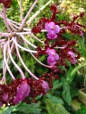 Real flowers for a change.
