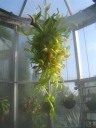The Nepenthes Chandelier.
