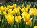 Tulips.

