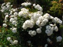 White roses in full bloom.

