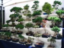 Yui's Bonsai sells small, youthful bonsai plants.  Of course, youthful
is relative to the usual age of bonsai trees -- I asked and was told
most of these are three to six years old.  (Finally I get a
picture of bonsai, even if it isn't at the Japantown festival.)

