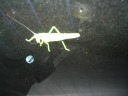 A bug sat on the car's back window.
