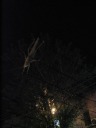 Yet another attempt to photograph the bug.
