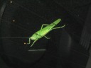 The best picture of the bug.
