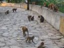 More monkeys.
