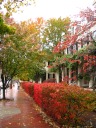 Vivid fall colors along Washington St/Kirland St. 
Also notice the colonial house on the right.
