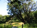 A cool tree, with one of its major branches growing horizontally.  I
could easily imagine a line of elves sitting on the branch watching a
dryad's musical performance.


More than a year after taking this picture, I learned it's the oldest
known laurel tree in the state of California.  It's more than 600 years
old and named The Jepson Laurel.
