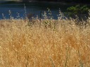 Straw.

