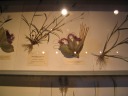 The glass replicas of plants exhibited virtuosity.  The pieces had
incredible detail: e.g., veins on petals, the quantity of thorns on
cactuses.  For many pieces, you wouldn't know they were glass unless
someone told you or you could handle them.
