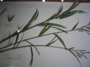 Another example of these realistic, precise, detailed glass plants.
