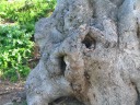 People thought they spotted the face of lion or a baboon or something in 
the side of this tree trunk.    But, different people thought they 
saw the faces in different places...
