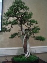 Over 150 years old!  When I saw this bonsai at the festival two
years ago, it struck me enough that I wrote in my blog: "A [bonsai], of
two intertwined junipers of two different colors, spoke about race and
the need for others that are different than oneself."
