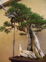 I suppose it's possible that this could've been the intertwined junipers I 
saw two years ago.

