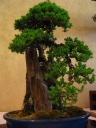 Look closely: it's a tree growing out of an old trunk.
