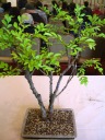 The bonsai I won in the raffle.  It's an elm, estimated at between ten and 
fifteen years old.
