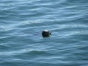 A seal sticks its head above water.  Kudos to Di Yin for spotting it! 
I love my super-zoom camera.
