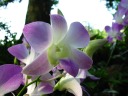 This many following pictures are from the National Orchid Garden.
