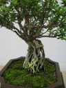The first of some selected pictures from the Kusamura Bonsai Club show.  
 Look at the root structure.

