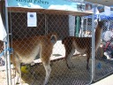 Live alpaca, used to advertise the alpaca-knitted items in the adjacent
booth.
