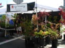 The Momiji
Nursery. sold pretty Japanese maples.

