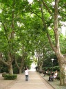 Tree-lined, bench-lined paths in People's Park.

