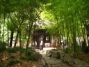 A path through bamboo.

