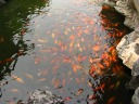 Many koi.

