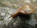 A snail.

