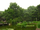 Jing'an Park is refreshingly green.  It's across the street from the
temple.  Notice the small waterfall at the other side of the pond.
