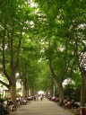 A long tree-lined walkway.
