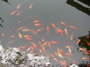Koi, I suppose.
