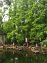 Ibid, taken vertically so show the height of the trees.

