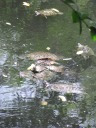 A tiny attached garden had many turtles.
