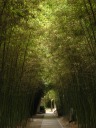 Excellent.  A tunnel of bamboo.

