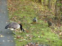 A family of ducks along the trail.
